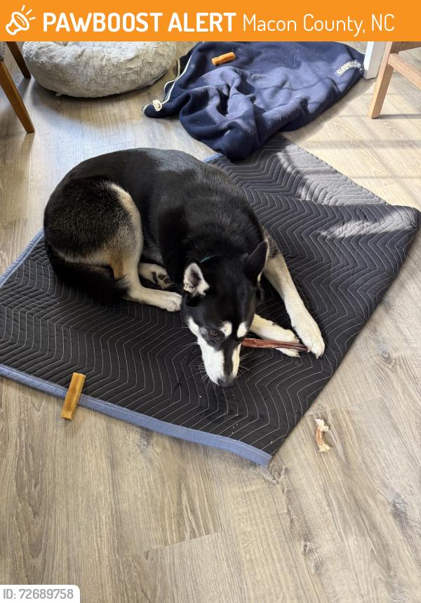 Found/Stray Male Dog last seen Buck Creek and Shortoff Road, Highlands , Macon County, NC 28741