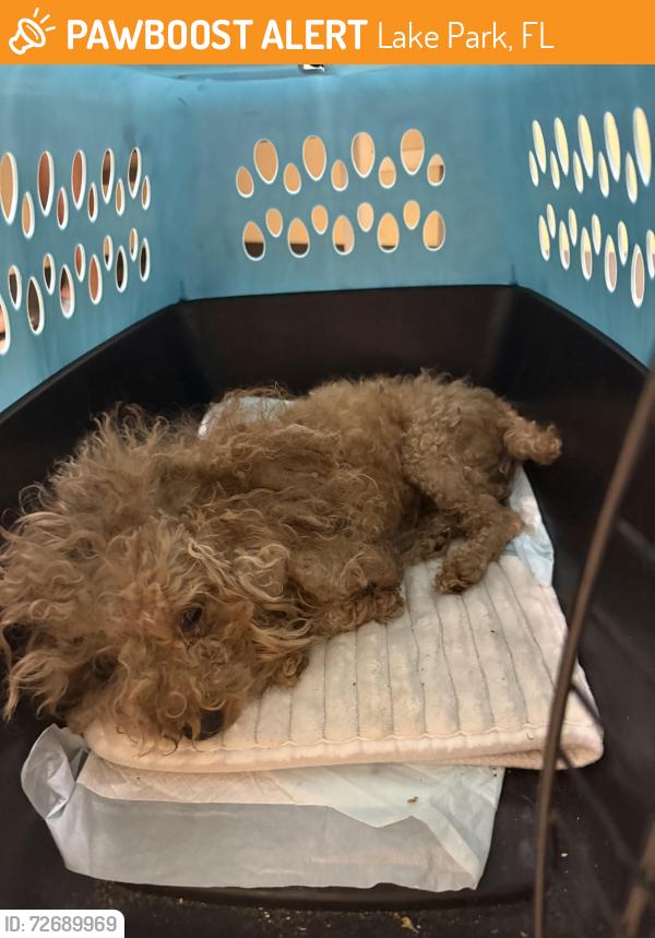 Found/Stray Female Dog last seen W 32nd st Fl 33404, Lake Park, FL 33403