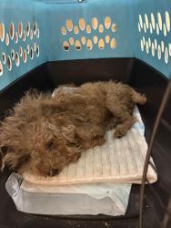 Found/Stray Female Dog last seen W 32nd st Fl 33404, Lake Park, FL 33403