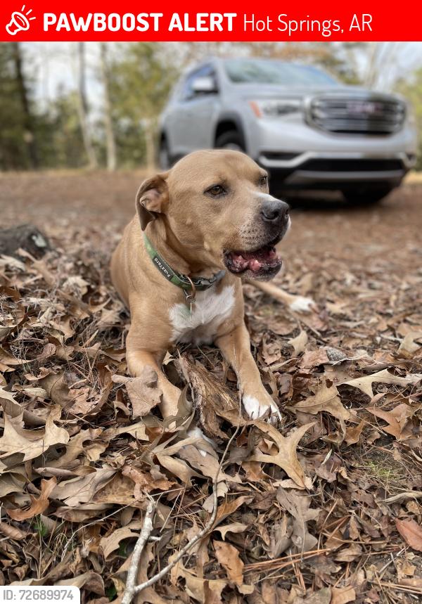 Lost Male Dog last seen Family Dollar on Park Ave, Hot Springs, AR 71901