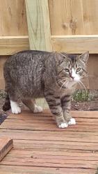 Found/Stray Unknown Cat last seen Shadywood Dr. and Shadywood Place, Perkasie PA 18944, Perkasie, PA 18944