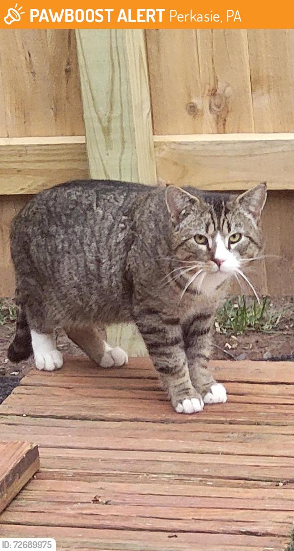 Found/Stray Unknown Cat last seen Shadywood Dr. and Shadywood Place, Perkasie PA 18944, Perkasie, PA 18944