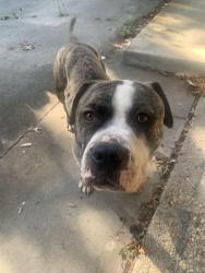 Found/Stray Male Dog last seen Hulen, Fort Worth, TX 76133
