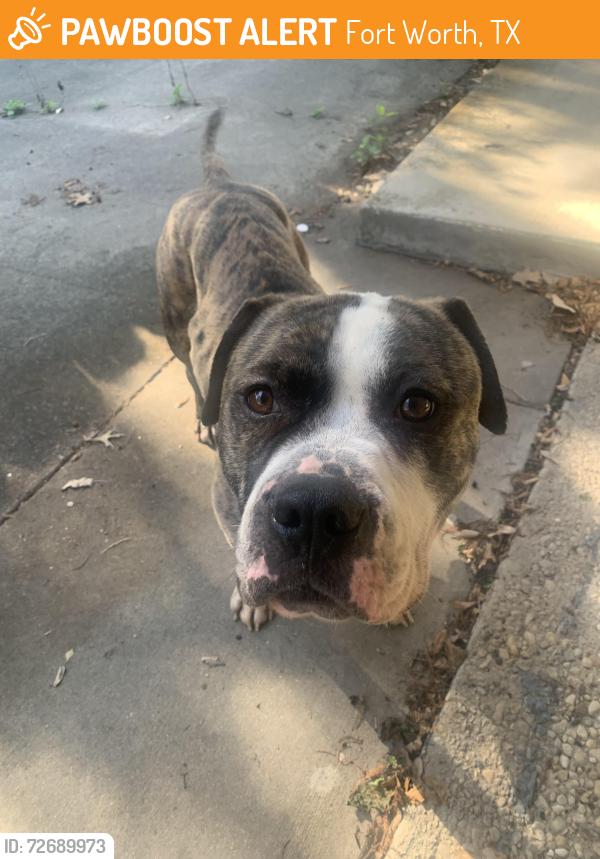 Found/Stray Male Dog last seen Hulen, Fort Worth, TX 76133