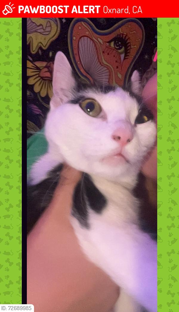 Lost Female Cat last seen Vineyard ave and H st, Oxnard, CA 93036