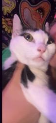 Lost Female Cat last seen Vineyard ave and H st, Oxnard, CA 93036