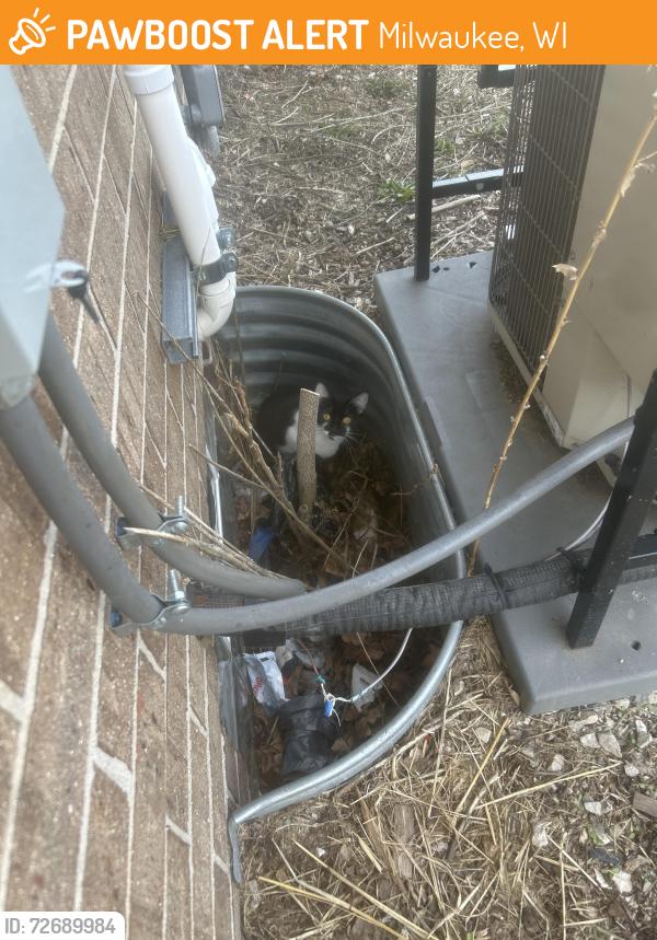 Found/Stray Female Cat last seen Near n 16th st, Milwaukee, WI 53205