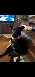 Lost Female Dog last seen Interstate 27 and loop 289, Lubbock, TX 79403