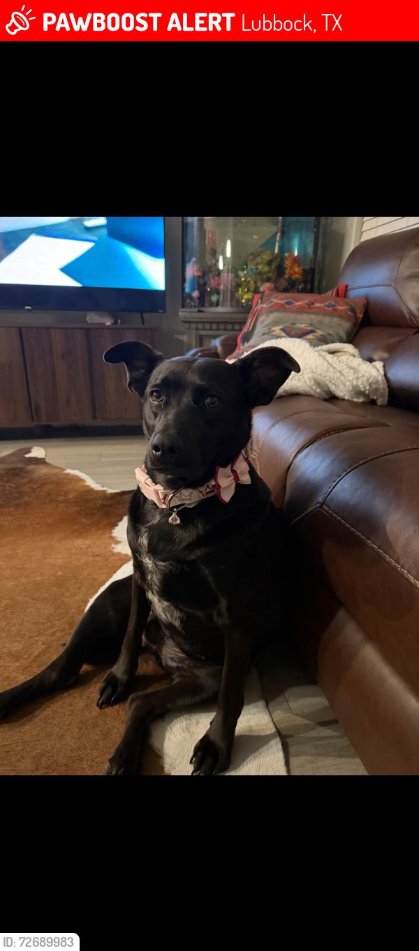 Lost Female Dog last seen Interstate 27 and loop 289, Lubbock, TX 79403