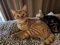 Lost Female Cat last seen Lackey Ave S and Croquet Street E, Lehigh Acres, FL 33974