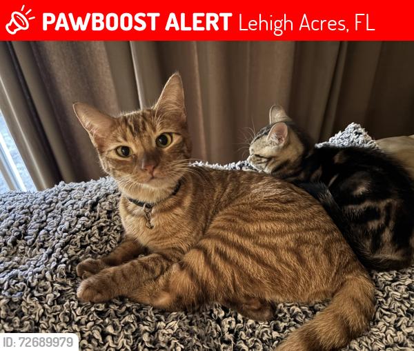Lost Female Cat last seen Lackey Ave S and Croquet Street E, Lehigh Acres, FL 33974