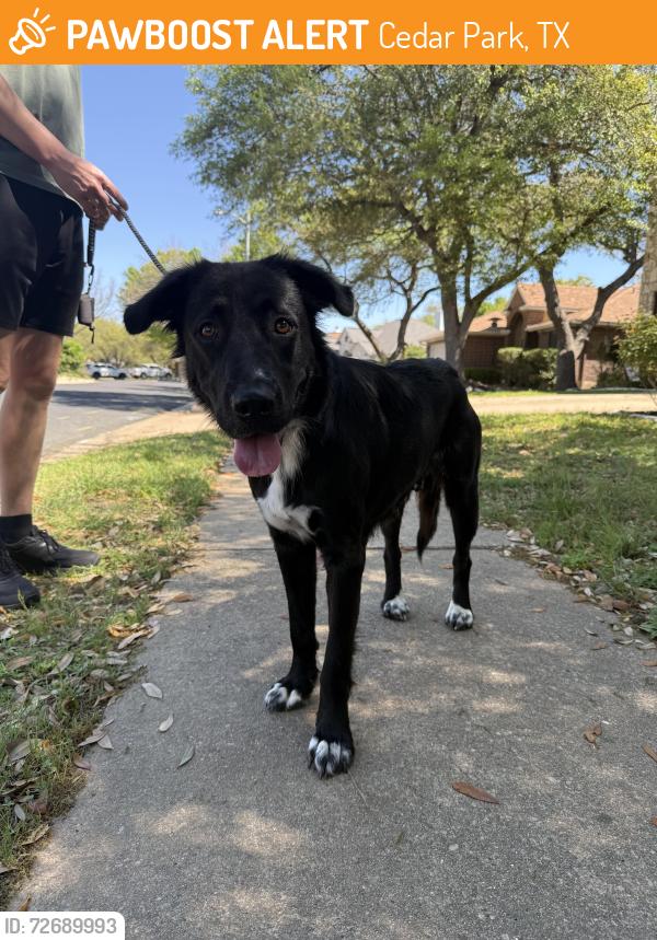 Found/Stray Female Dog last seen Beechnut trce/Old Mill Rd, Cedar Park, TX 78613