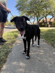 Found/Stray Female Dog last seen Beechnut trce/Old Mill Rd, Cedar Park, TX 78613