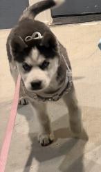 Lost Female Dog last seen Gris con blanco y ojos azules, Dallas, TX 75217