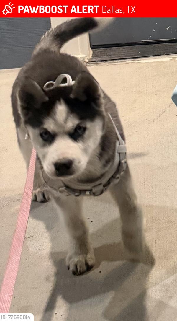 Lost Female Dog last seen Gris con blanco y ojos azules, Dallas, TX 75217