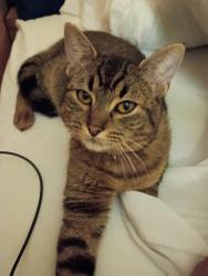 Reunited Female Cat last seen Grant St, Concord, CA 94520, USA, Concord, CA 94520