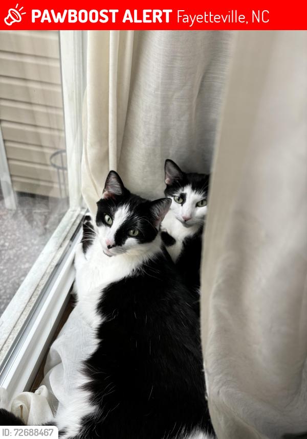 Lost Male Cat last seen Willowbrook Drive Fayetteville, NC 28314, Fayetteville, NC 28314