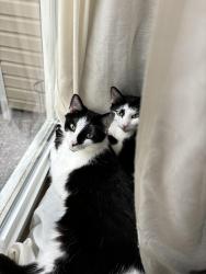 Lost Male Cat last seen Willowbrook Drive Fayetteville, NC 28314, Fayetteville, NC 28314