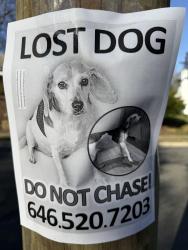Lost Female Dog last seen Near Circle Park, Washington, DC 20012