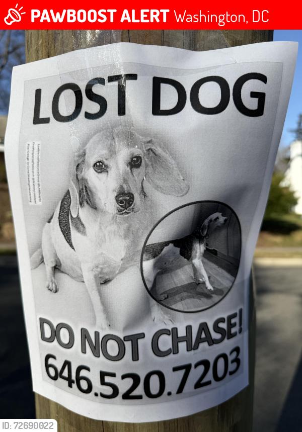 Lost Female Dog last seen Near Circle Park, Washington, DC 20012