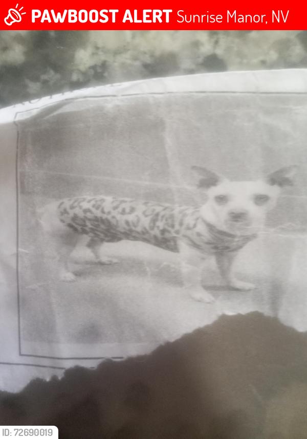 Lost Female Dog last seen Lamb and lake mead, Sunrise Manor, NV 89115