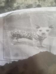 Lost Female Dog last seen Lamb and lake mead, Sunrise Manor, NV 89115