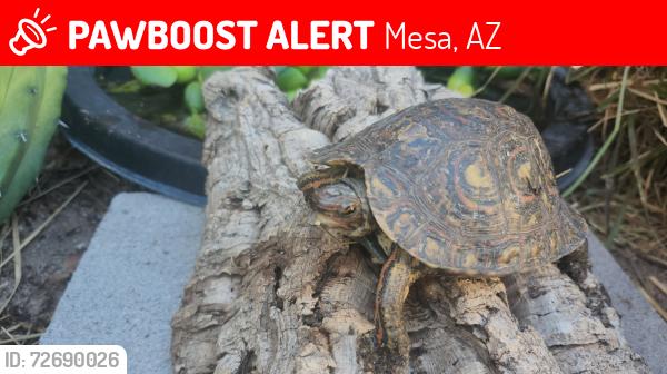 Lost Male Other last seen Recker/Mclellan , Mesa, AZ 85215
