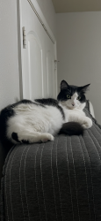 Lost Female Cat last seen ON VENICE DR IN BRYAN, Bryan, TX 77808