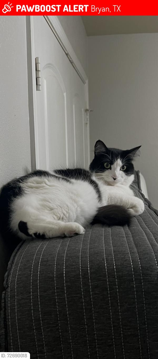 Lost Female Cat last seen ON VENICE DR IN BRYAN, Bryan, TX 77808