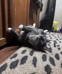 Lost Female Cat last seen Prospector pointe apmts, Caldwell, ID 83605