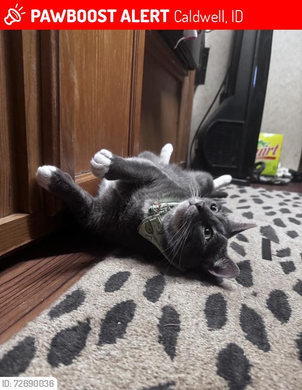 Lost Female Cat last seen Prospector pointe apmts, Caldwell, ID 83605