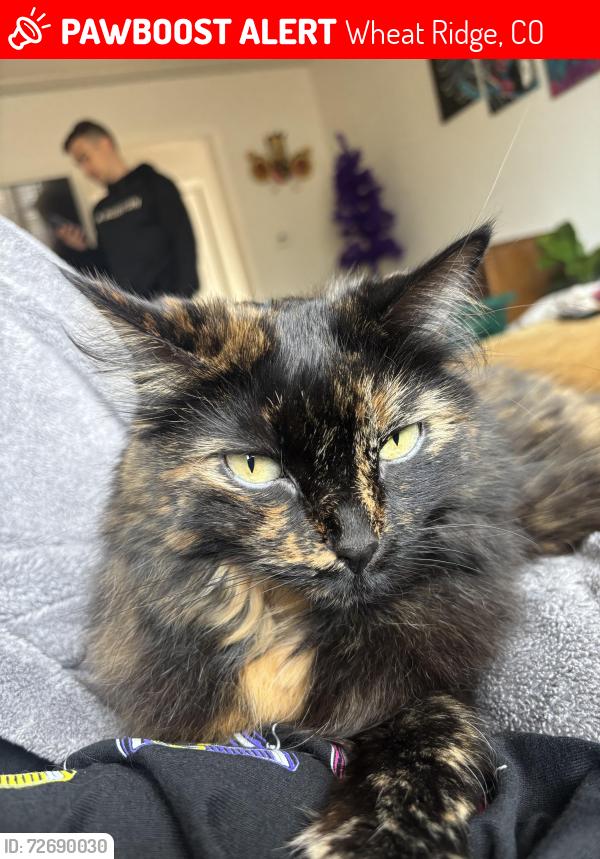 Lost Female Cat last seen Near W 42nd Ave, Wheat Ridge, CO 80033
