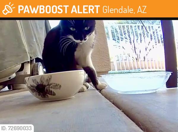 Found/Stray Male Cat last seen 75th Ave /Rose Garden Glendale, Glendale, AZ 85381