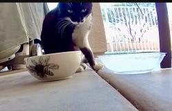 Found/Stray Male Cat last seen 75th Ave /Rose Garden Glendale, Glendale, AZ 85381