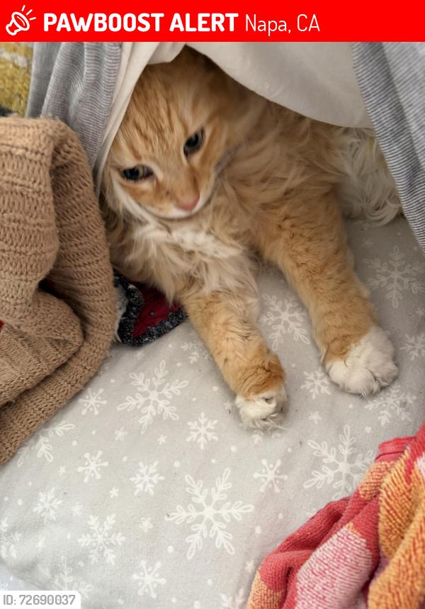 Lost Female Cat last seen Seymour, Stockton, Monroe, Montgomery, Pine, Napa, CA 94559