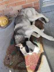 Found/Stray Female Dog last seen Dedeaux Rd and Jackson St, Gulfport, MS 39501