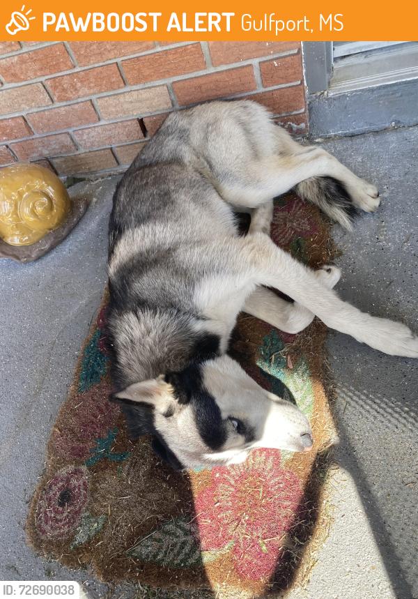 Found/Stray Female Dog last seen Dedeaux Rd and Jackson St, Gulfport, MS 39501