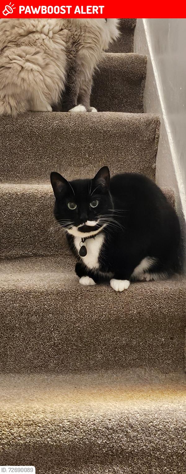 Lost Female Cat last seen Gelston Street Glasgow, Sandyhills, Glasgow City, Scotland G32