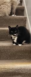 Lost Female Cat last seen Gelston Street Glasgow, Sandyhills, Glasgow City, Scotland G32