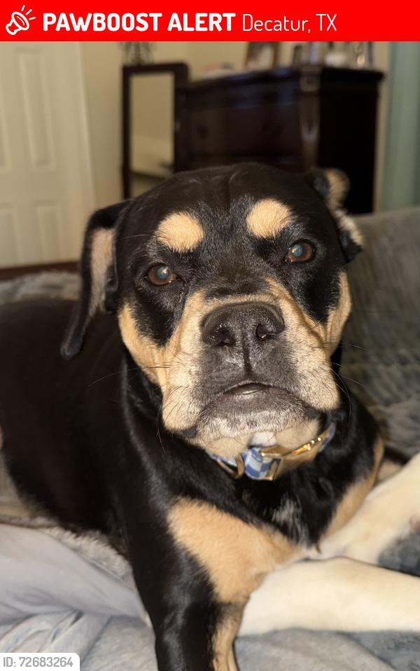 Lost Female Dog last seen Mulberry and Washburn, Decatur, TX 76234