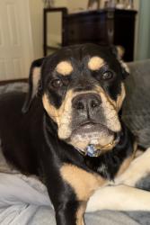 Lost Female Dog last seen Mulberry and Washburn, Decatur, TX 76234