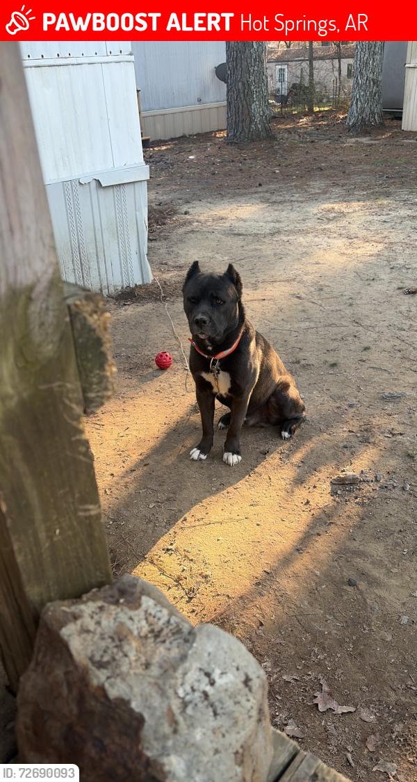 Lost Male Dog last seen Walkway , Hot Springs, AR 71913