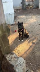 Lost Male Dog last seen Walkway , Hot Springs, AR 71913