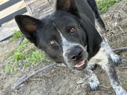Found/Stray Unknown Dog last seen Cottages at Bryan Village, Alton, TX 78573