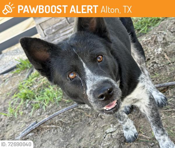 Found/Stray Unknown Dog last seen Cottages at Bryan Village, Alton, TX 78573