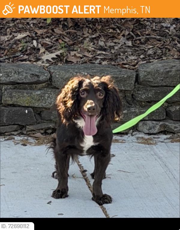 Found/Stray Female Dog last seen Nelson, Memphis, TN 38114