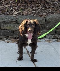 Found/Stray Female Dog last seen Nelson, Memphis, TN 38114