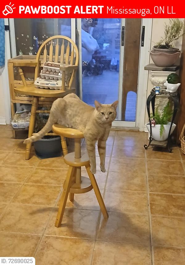 Lost Male Cat last seen Rossland Crescent, Mississauga, Mississauga, ON L5L