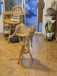 Lost Male Cat last seen Rossland Crescent, Mississauga, Mississauga, ON L5L