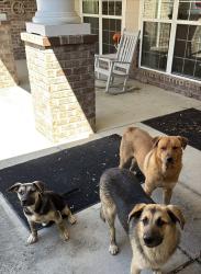 Found/Stray Male Dog last seen Waterworks, new walkertown road , Winston-Salem, NC 27101